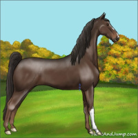 Horse Color:Liver Chestnut 