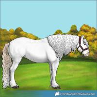Horse Color:Red Dun Appaloosa and Red Dun Appaloosa