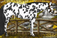 Horse Color:Liver Chestnut Appaloosa 