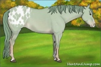 Horse Color:Watercolor Red Dun Sabino Appaloosa 