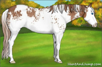 Horse Color:White Spotted Chestnut Splash Rabicano 