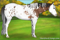 Horse Color:White Spotted Bay Splash Appaloosa Rabicano
