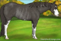 Horse Color:Smoky Black Sabino Rabicano 