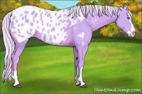 Horse Color:Watercolor Palomino Sabino Splash Appaloosa 