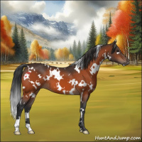 Horse Color:White Spotted Brown 