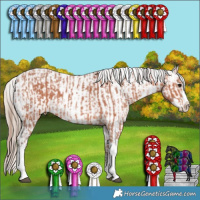 Horse Color:Silver Bay Ice Splash Tobiano Rabicano and Classic Champagne Ice Splash Tobiano Appaloosa Rabicano