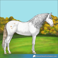 Horse Color:Buckskin Splash Tobiano Appaloosa 