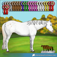 Horse Color:Buckskin Dun Splash Tobiano Appaloosa Rabicano  and Silver Amber Cream Champagne Splash Tobiano Appaloosa Rabicano 