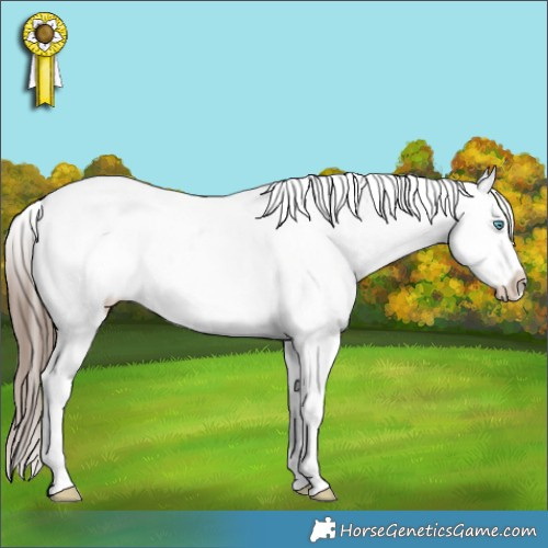 Horse Color:Black Splash Tobiano Appaloosa Rabicano 