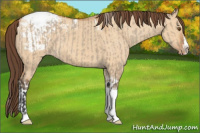 Horse Color:Classic Champagne Dun Splash Tobiano Appaloosa Rabicano  and Bay Dun Splash Tobiano Appaloosa Rabicano 