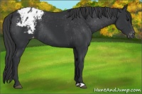 Horse Color:Black Appaloosa Rabicano