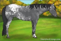 Horse Color:Black Ice Appaloosa Rabicano 