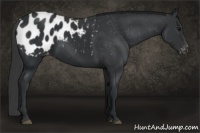 Horse Color:Black Appaloosa 