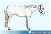 Horse Color:Chestnut Pearl Sabino