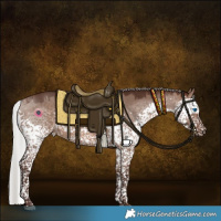 Horse Color:Silver Brown Dun Splash Tobiano 