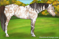 Horse Color:Amber Champagne Sabino Tobiano Near Leopard  and Gray Amber Champagne Sabino Tobiano Near Leopard 