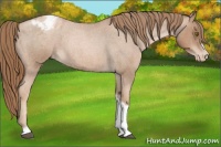 Horse Color:Liver Red Roan Pearl Tobiano Frame Appaloosa 