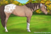 Horse Color:Amber Champagne Sabino Tobiano Appaloosa  and Amber Champagne Sabino Tobiano Appaloosa 