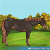 Horse Color:Liver Chestnut Rabicano 