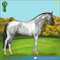 Horse Color:Blue Roan Tobiano