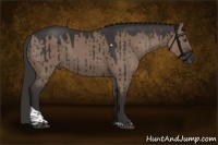 Horse Color:Liver Red Dun Tobiano Rabicano Brindle 
