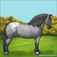 Horse Color:Blue Roan Appaloosa Rabicano