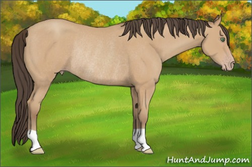 Horse Color:Unknown 