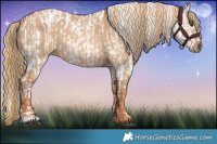 Horse Color:Red Dun Appaloosa and Red Dun