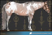 Horse Color:White Spotted Bay Varnish 