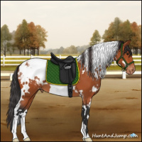 Horse Color:White Spotted Bay Appaloosa