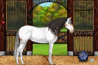 Horse Color:Bay Splash Frame Appaloosa 
