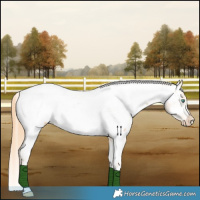 Horse Color:Smoky Black Pearl Appaloosa