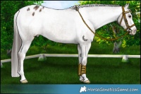 Horse Color:Liver Red Dun Appaloosa Brindle