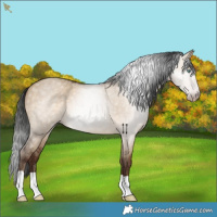 Horse Color:Gray Amber Champagne Dun 