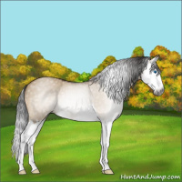 Horse Color:Gray Bay Roan Dun Splash 
