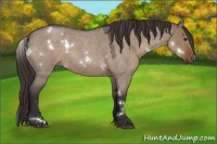 Horse Color:White Spotted Liver Red Dun Roan 