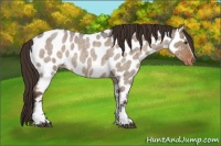 Horse Color:White Spotted Liver Red Dun Roan Appaloosa 