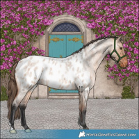 Horse Color:Bay Roan Dun Appaloosa Brindle 
