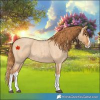 Horse Color:Red Dun Roan Splash Frame Rabicano 