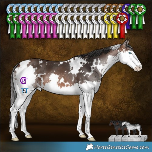 Horse Color:White Spotted Brown Splash 