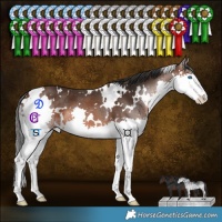 Horse Color:White Spotted Brown Splash 