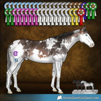 Horse Color:White Spotted Brown Splash