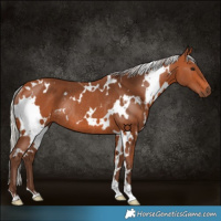 Horse Color:White Spotted Silver Bay Rabicano