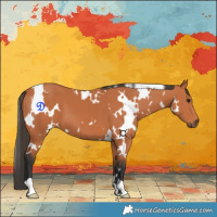 Horse Color:White Spotted Bay 