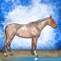 Horse Color:White Spotted Silver Bay Roan