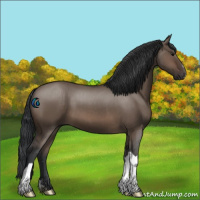 Horse Color:Brown Dun 