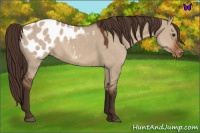 Horse Color:Liver Red Dun Appaloosa 
