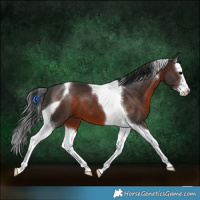 Horse Color:White Spotted Brown Splash Tobiano 