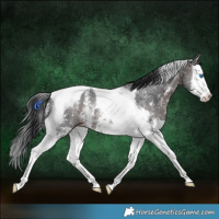 Horse Color:Brown Sabino Splash Tobiano