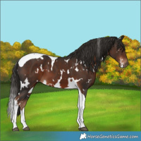 Horse Color:White Spotted Liver Chestnut Tobiano 